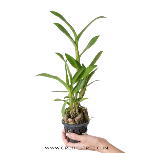 Dendrobium Caesar 4N Orchid Plant - BS