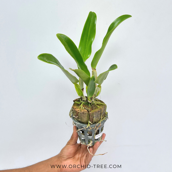 Cattleya Mishima Elf Orchid Plant -BS