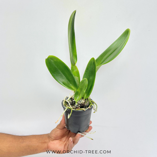 Cattleya Chomthong Fancy Orchid Plant - BS