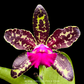 Cattleya Yuan Dung Python Orchid Plant- BS - Buy Orchids Plants Online by Orchid-Tree.com