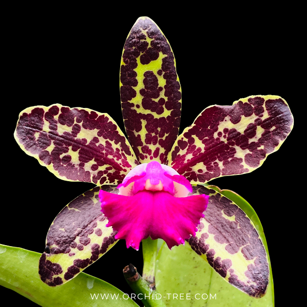 Cattleya Yuan Dung Python Orchid Plant- BS - Buy Orchids Plants Online by Orchid-Tree.com