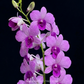 Dendrobium Blue Planet Orchid Plant - FF