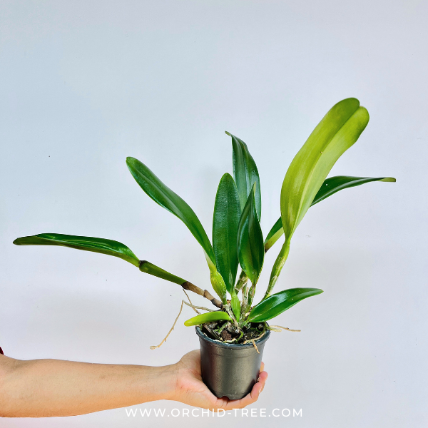 Cattleya Shang Ding Beauty Orchid Plant - BS