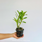 Dendrobium Love Memory Fizz Orchid Plant - BS - Buy Orchids Plants Online by Orchid-Tree.com