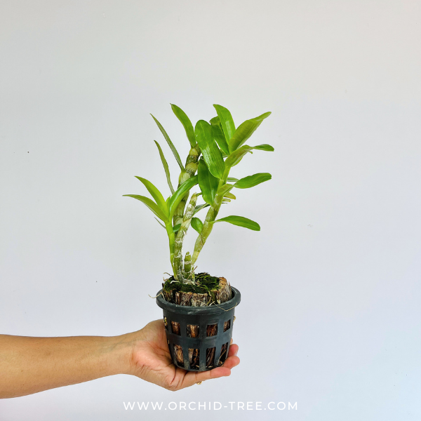 Dendrobium Love Memory Fizz Orchid Plant - BS - Buy Orchids Plants Online by Orchid-Tree.com