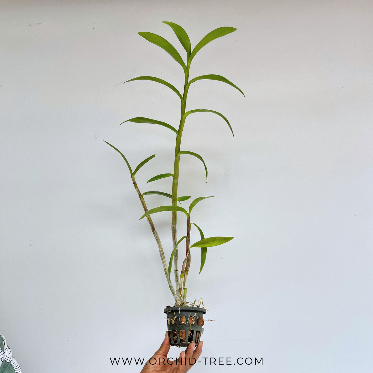 Dendrobium Caesar Warawan Orchid Plant - FF (Tall plants)