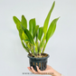 Cattleya Pink Empress Orchid Plant - BS (big plants)