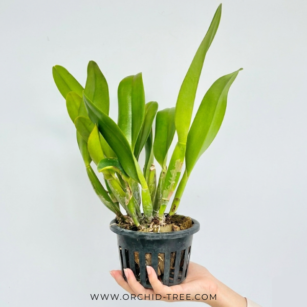 Cattleya Pink Empress Orchid Plant - BS (big plants)