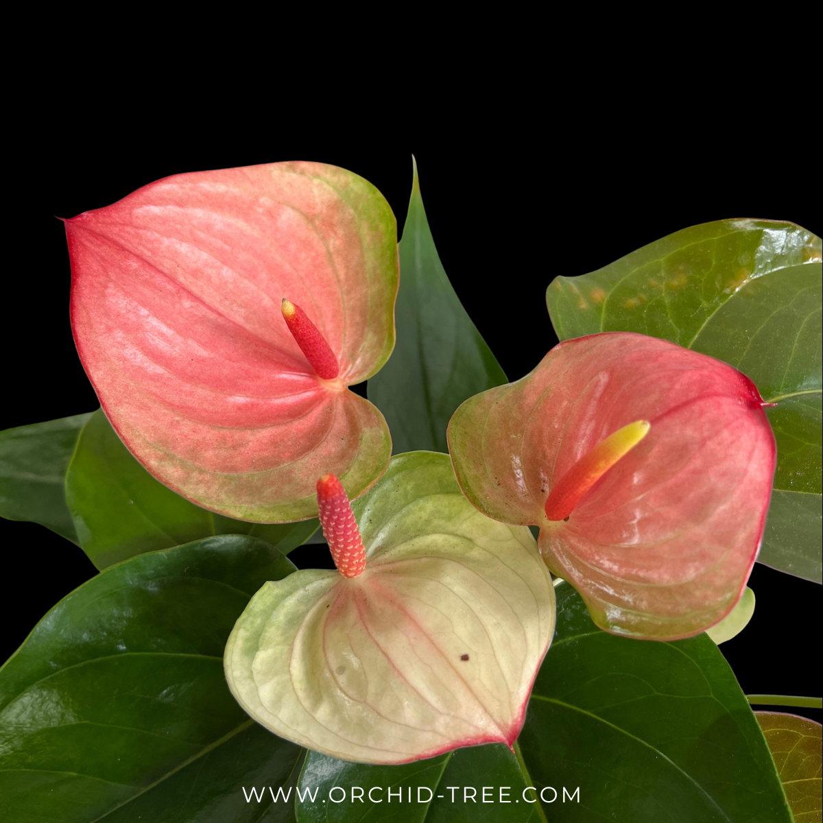 Anthurium Tricolour - FF