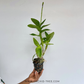 Dendrobium Thong Deang Orchid Plant - FF