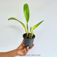 Cattleya dowiana sp. X Sib Orchid Plant - BS