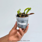 Bulbophyllum plumatum Sp. Orchid Plant - BS