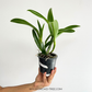 Cattleya (Bct.) Little Aiko Orchid Plant - BS