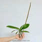 Phalaenopsis Lianher Purple Satin Orchid Plant - FF