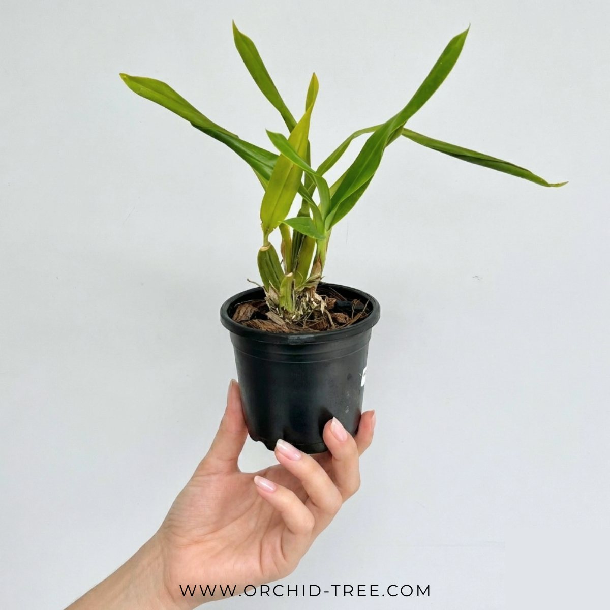 Oncidium Hwuluduen Chameleon Orchid Plant - MS