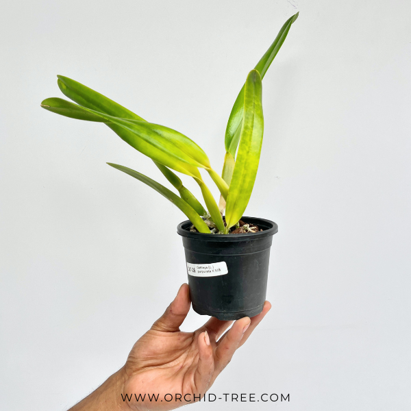 Cattleya (L.) purpurata X sib Orchid Plant - BS