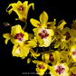 Oncidium Hwuluduen Chameleon Orchid Plant - MS
