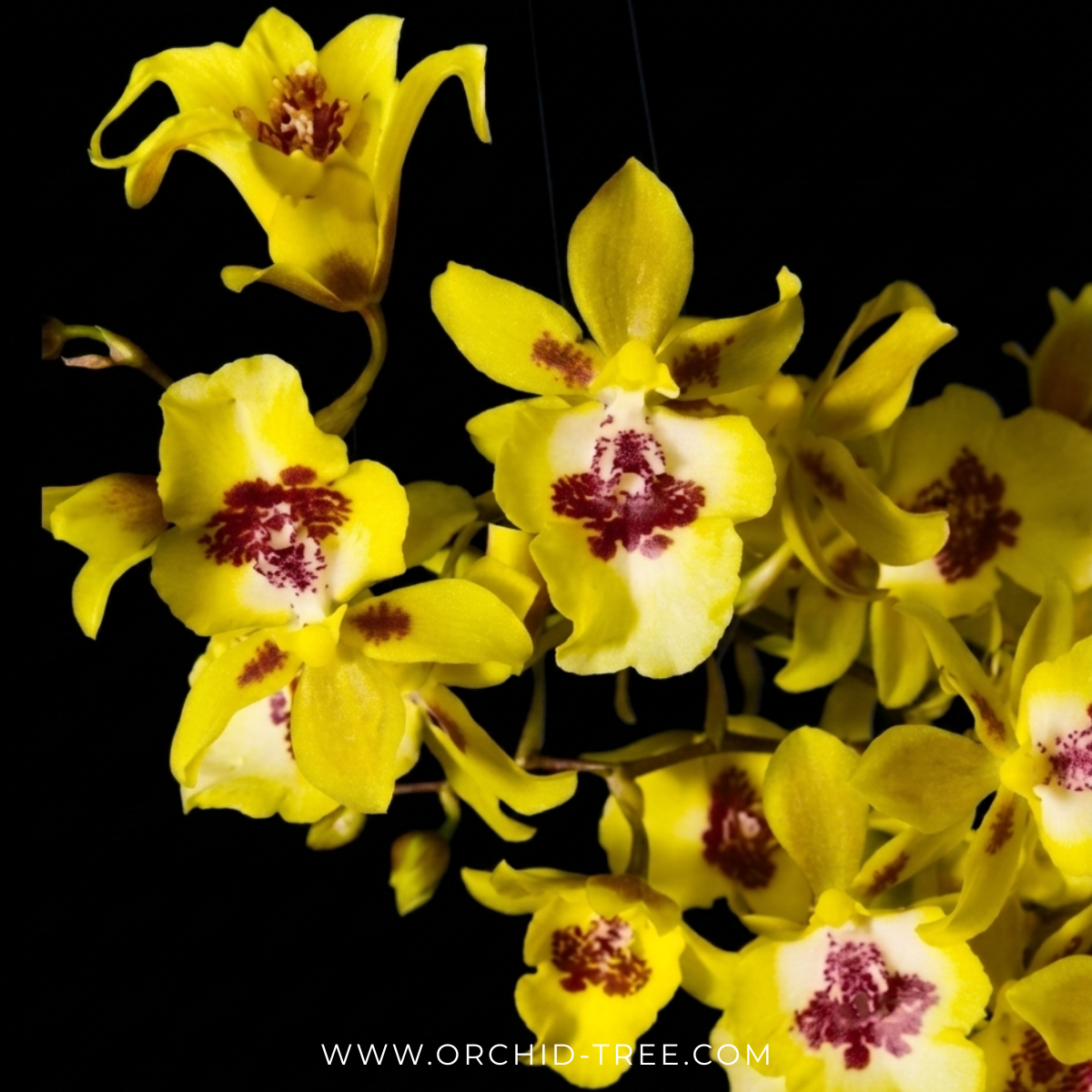 Oncidium Hwuluduen Chameleon Orchid Plant - MS