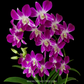 Dendrobium Sonia Red Orchid Plant - FF