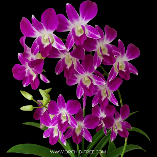 Dendrobium Sonia Red Orchid Plant - FF - Buy Orchids Plants Online by Orchid-Tree.com