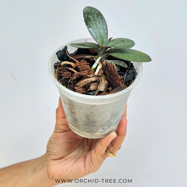 Phalaenopsis stuartiana Yellow Orchid Plant - MS