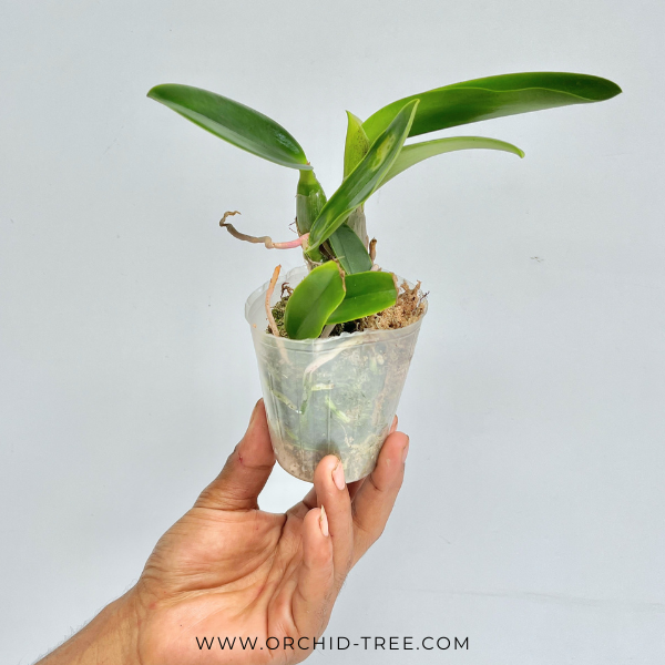 Cattleya walkeriana var. coerulea 'Edward' SM/JOS Orchid Plant - BS - Buy Orchids Plants Online by Orchid-Tree.com