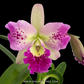 Cattleya (Bct.) Little Aiko Orchid Plant - BS