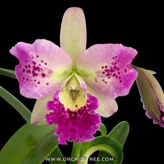 Cattleya (Bct.) Little Aiko Orchid Plant - FF (Emerging Buds) - Buy Orchids Plants Online by Orchid-Tree.com