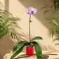 Manila Ceramic Planter