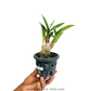 Dendrobium Mini Nemo Orchid Plant - BS - Buy Orchids Plants Online by Orchid-Tree.com