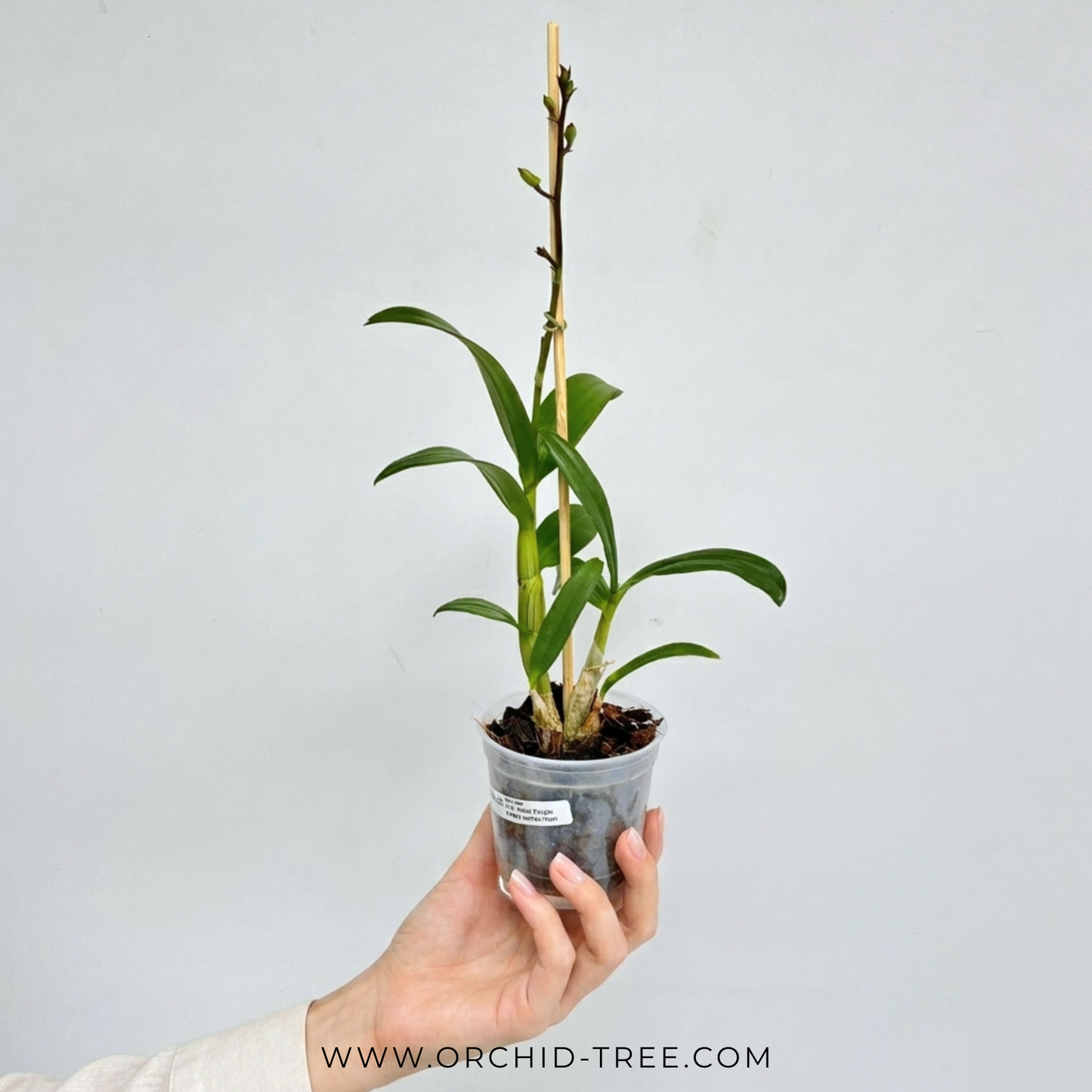 Dendrobium Enobi Purple x Yaya compactum Orchid Plant - FF