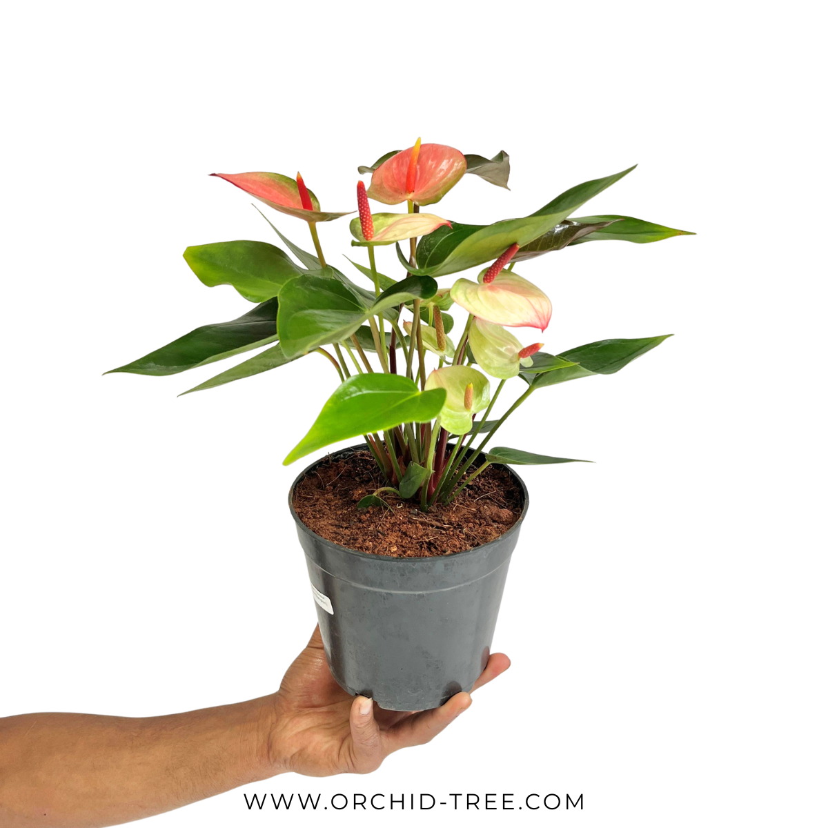 Anthurium Tricolour - FF
