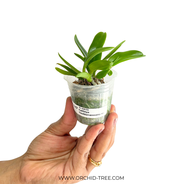 Cattleya lueddemanniana sp. Orchid Plant - SS - Buy Orchids Plants Online by Orchid-Tree.com