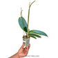 Phalaenopsis Tying Shin Challenger Orchid Plant - FF - Buy Orchids Plants Online by Orchid-Tree.com