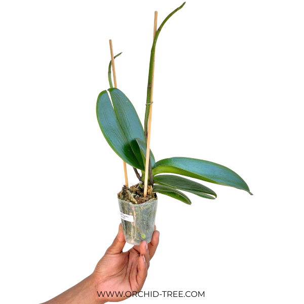 Phalaenopsis Tying Shin Challenger Orchid Plant - FF - Buy Orchids Plants Online by Orchid-Tree.com