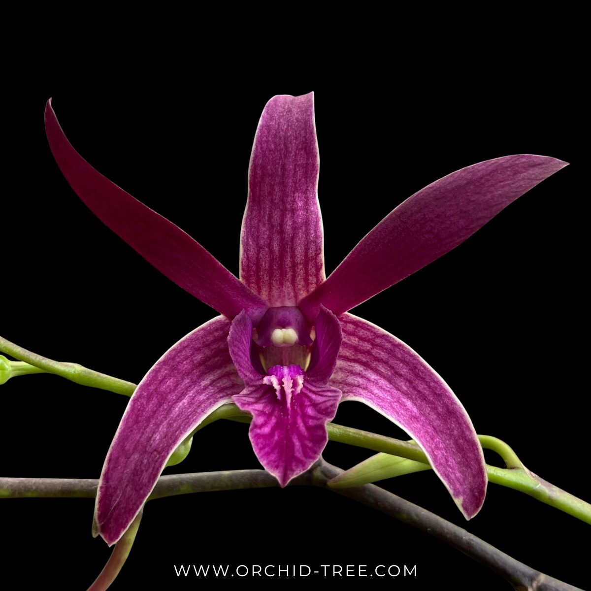 Dendrobium Caesar Warawan Orchid Plant - FF (Tall plants)