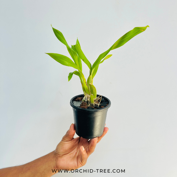 Oncidium Hwuluduen Chameleon Orchid Plant - MS - Buy Orchids Plants Online by Orchid-Tree.com