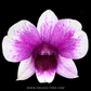 Dendrobium Enobi Purple x Yaya compactum Orchid Plant - FF