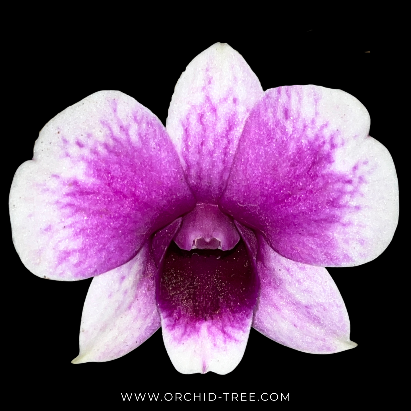 Dendrobium Enobi Purple x Yaya compactum Orchid Plant - FF