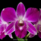 Dendrobium Sonia Red Orchid Plant - FF