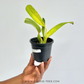 Cattleya dowiana sp. X Sib Orchid Plant - BS