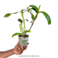 Cattleya Chocolate Drops Chiffon Yellow Orchid Plant - FF