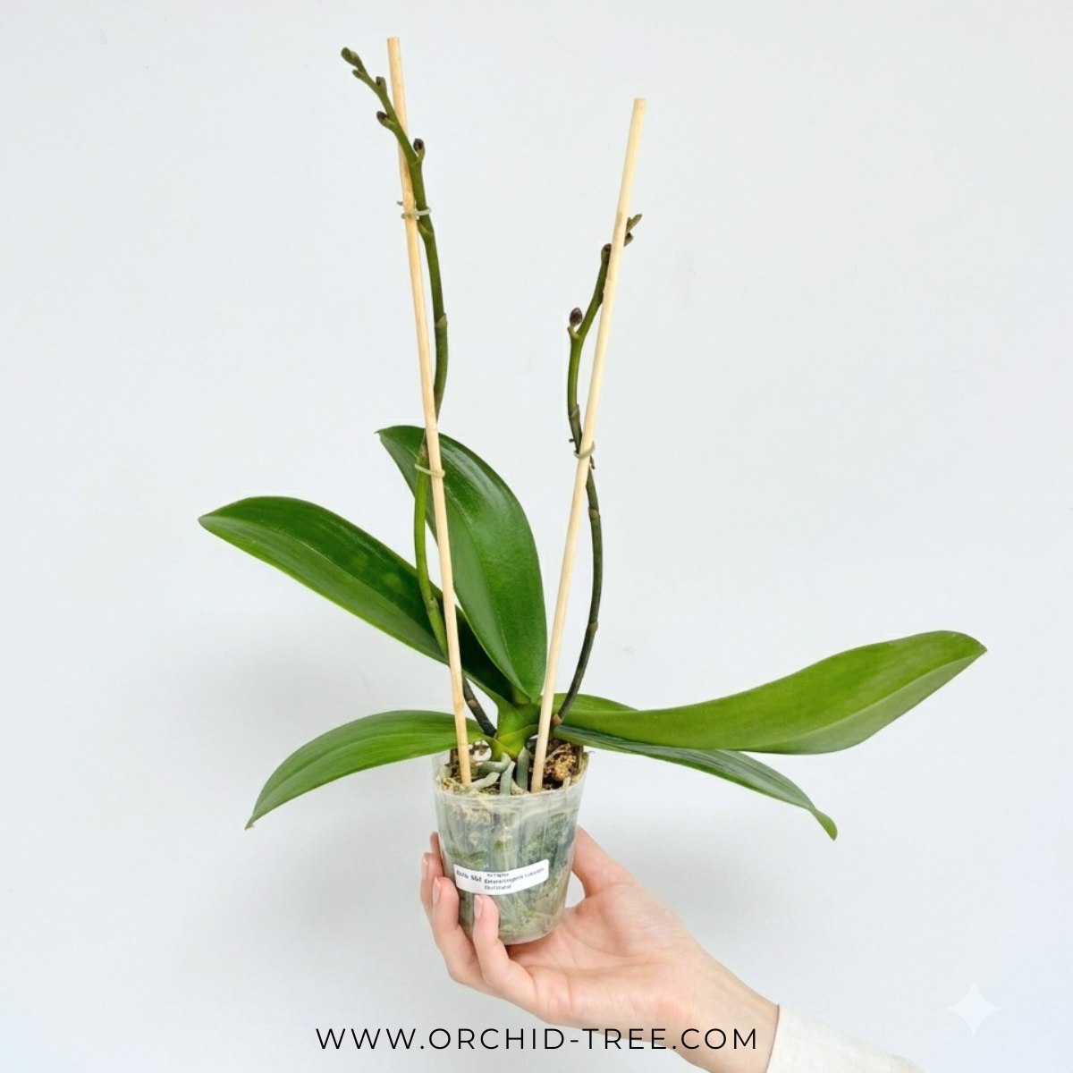 Phalaenopsis Lianher Mermaid Orchid Plant - FF