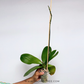 Phalaenopsis Red Eye Orchid Plant - FF