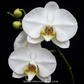 Phalaenopsis Kingcar Prince KC Orchid Plant - FF - Buy Orchids Plants Online by Orchid-Tree.com
