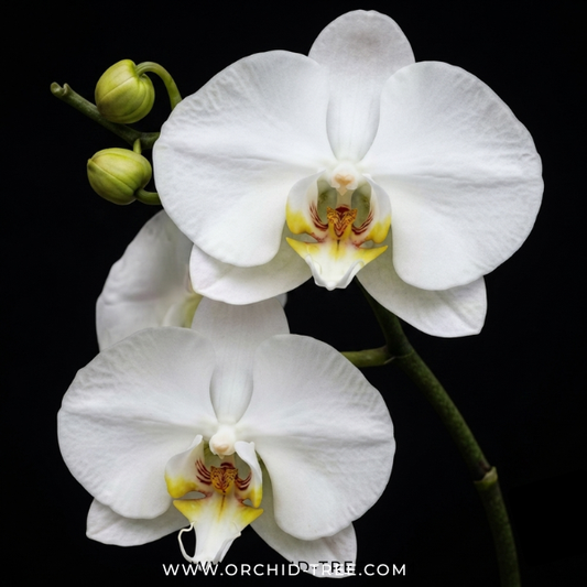 Phalaenopsis Kingcar Prince KC Orchid Plant - FF - Buy Orchids Plants Online by Orchid-Tree.com