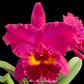 Cattleya NP Ruby Orchid Plant - BS