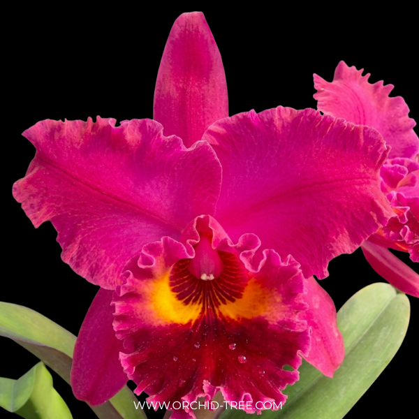 Cattleya NP Ruby Orchid Plant - BS