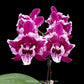Phalaenopsis SKB Black Lace Orchid Plant - BS - Buy Orchids Plants Online by Orchid-Tree.com
