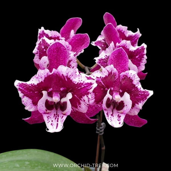 Phalaenopsis SKB Black Lace Orchid Plant - BS - Buy Orchids Plants Online by Orchid-Tree.com